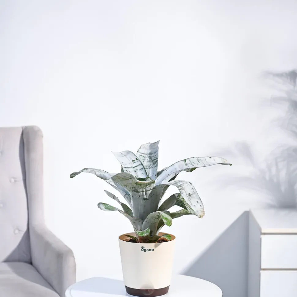 Aechmea Fasciata Plant