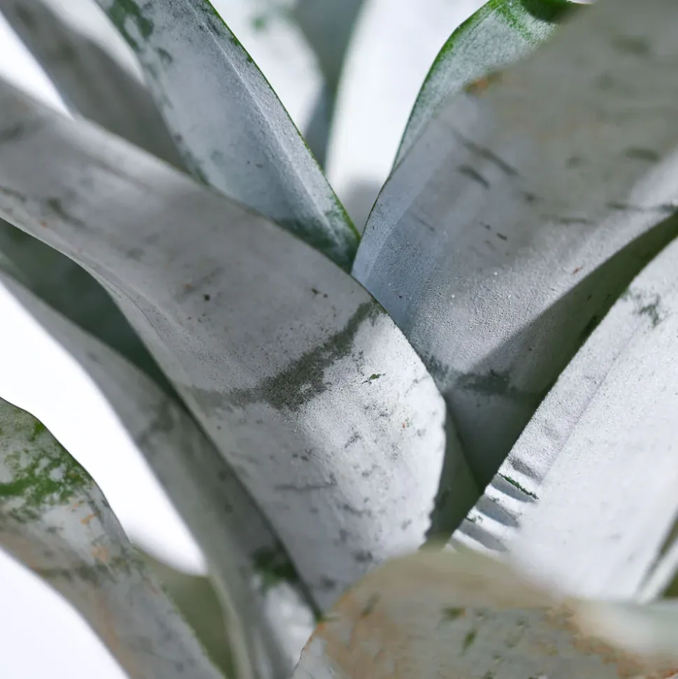 Aechmea Fasciata Plant