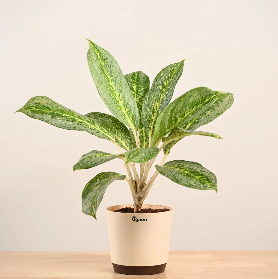 Aglaonema Butterfly Plant - Large