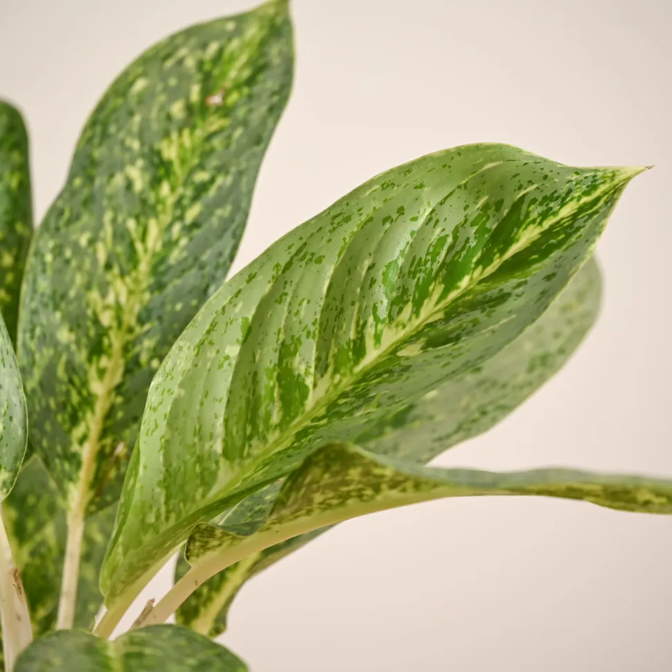 Aglaonema Butterfly Plant - Large