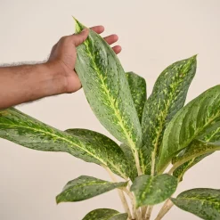 Aglaonema Butterfly Plant - Large
