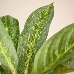 Aglaonema Butterfly Plant - Large