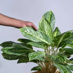 Aglaonema Butterfly Plant - XL