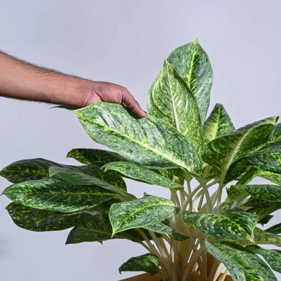 Aglaonema Butterfly Plant - XL