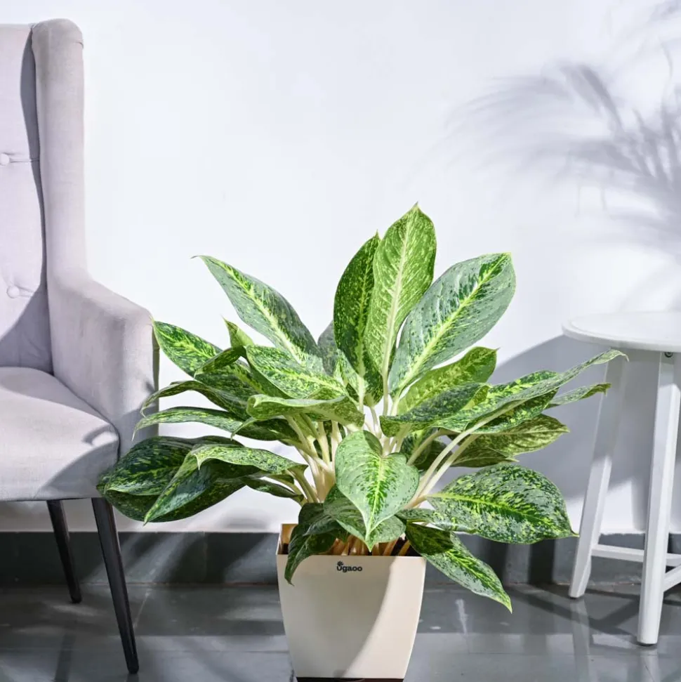 Aglaonema Butterfly Plant - XL