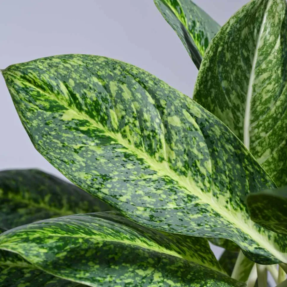Aglaonema Butterfly Plant - XL