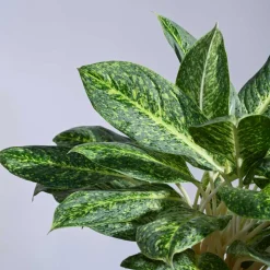 Aglaonema Butterfly Plant - XL