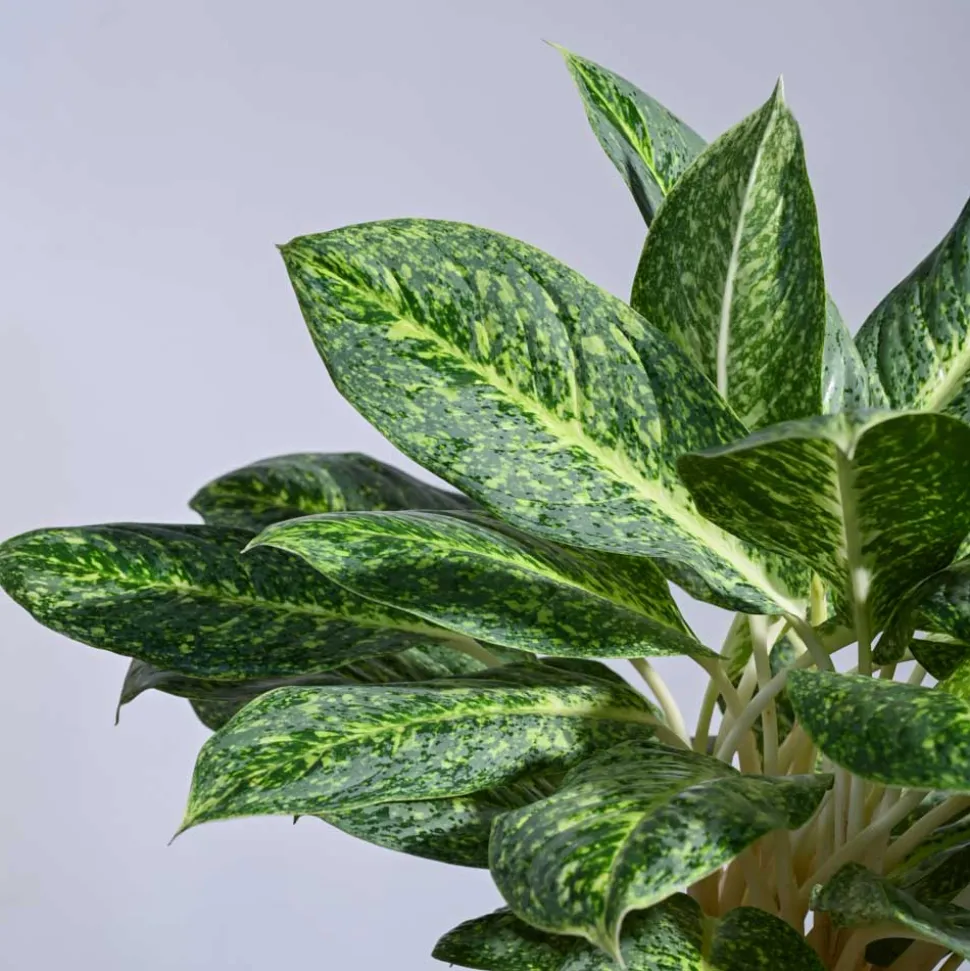 Aglaonema Butterfly Plant - XL