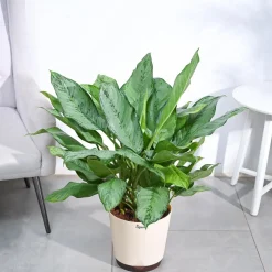 Aglaonema Dove Plant - XL