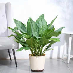 Aglaonema Dove Plant - XL