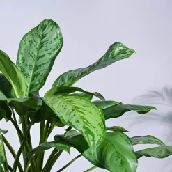 Aglaonema Dove Plant - XL