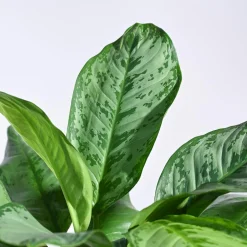 Aglaonema Dove Plant - XL