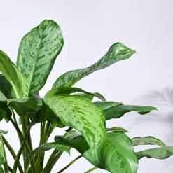 Aglaonema Dove Plant - XL