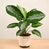 Aglaonema Evergreen Plant - Large