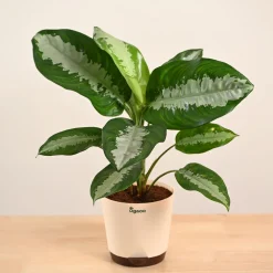 Aglaonema Evergreen Plant - Large