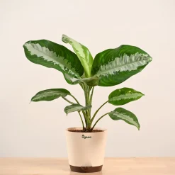 Aglaonema Evergreen Plant - Large