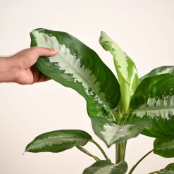 Aglaonema Evergreen Plant - Large