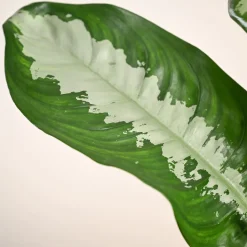 Aglaonema Evergreen Plant - Large