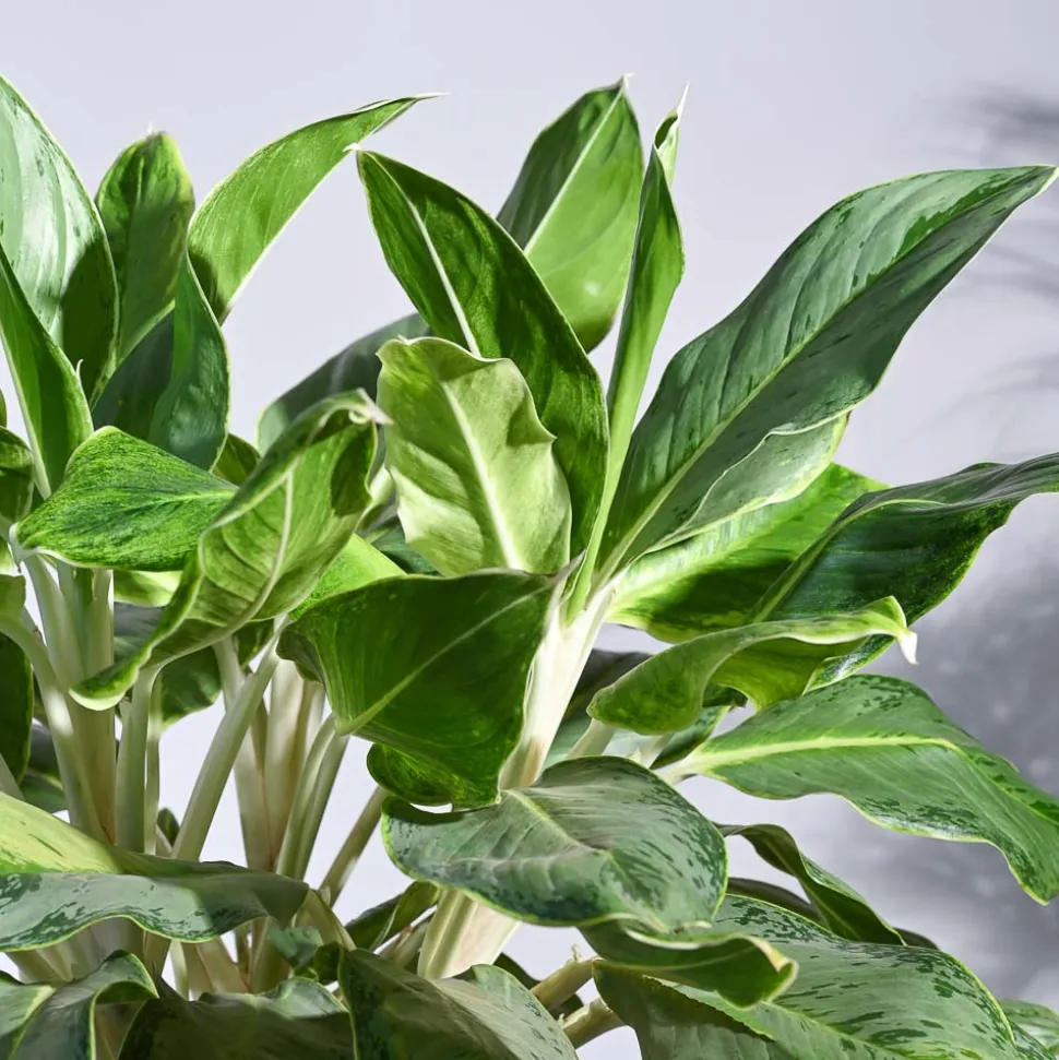 Aglaonema Ice Plant - XL