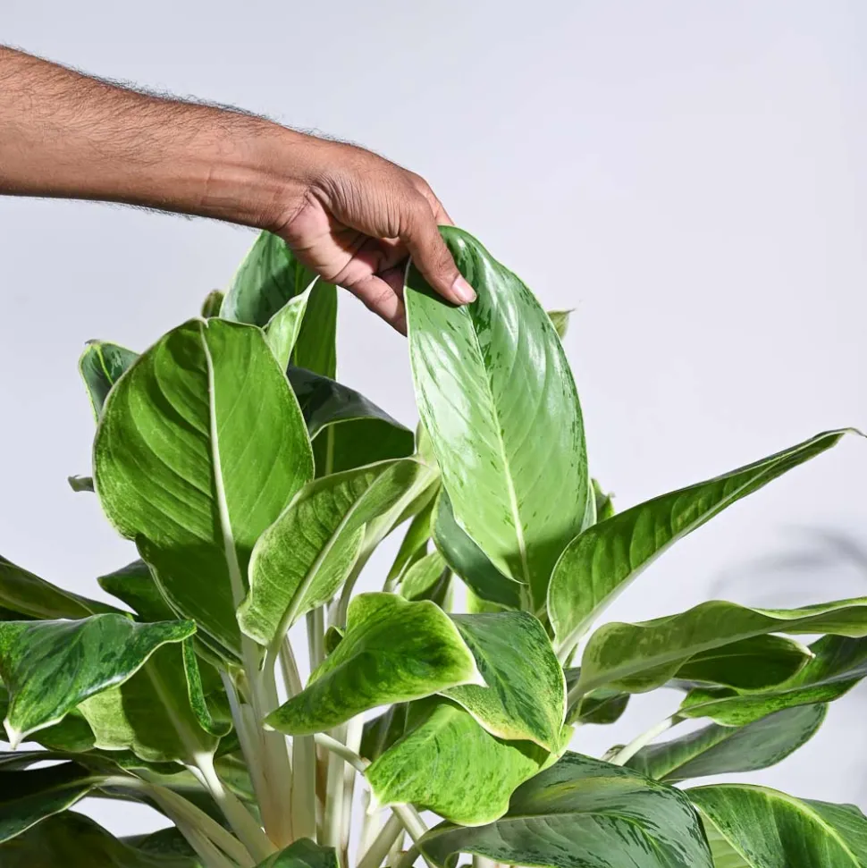 Aglaonema Ice Plant - XL