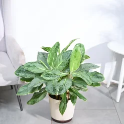 Aglaonema Ice Plant - XL