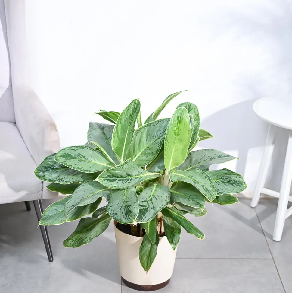 Aglaonema Ice Plant - XL