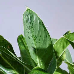 Aglaonema Ice Plant - XL