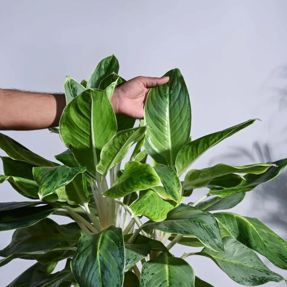 Aglaonema Ice Plant - XL