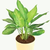 Aglaonema Manila Beauty