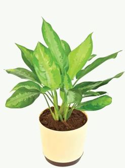 Aglaonema Manila Beauty