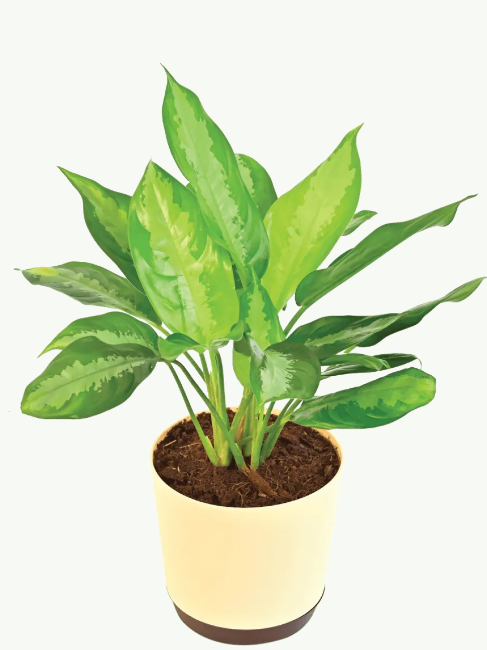 Aglaonema Manila Beauty