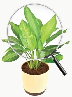 Aglaonema Manila Beauty