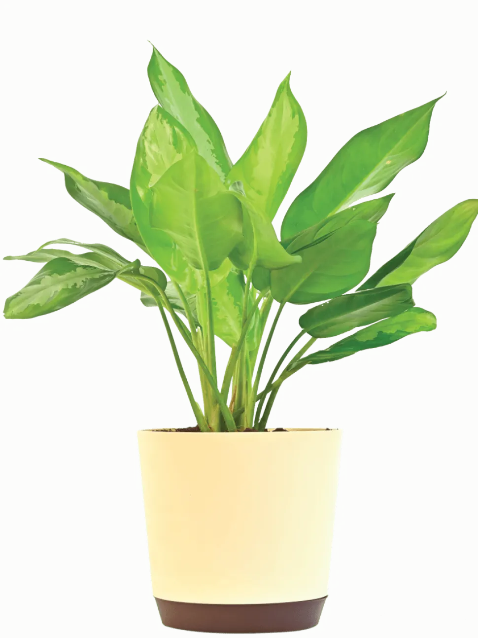Aglaonema Manila Beauty