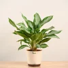 Aglaonema Manila Beauty - Large