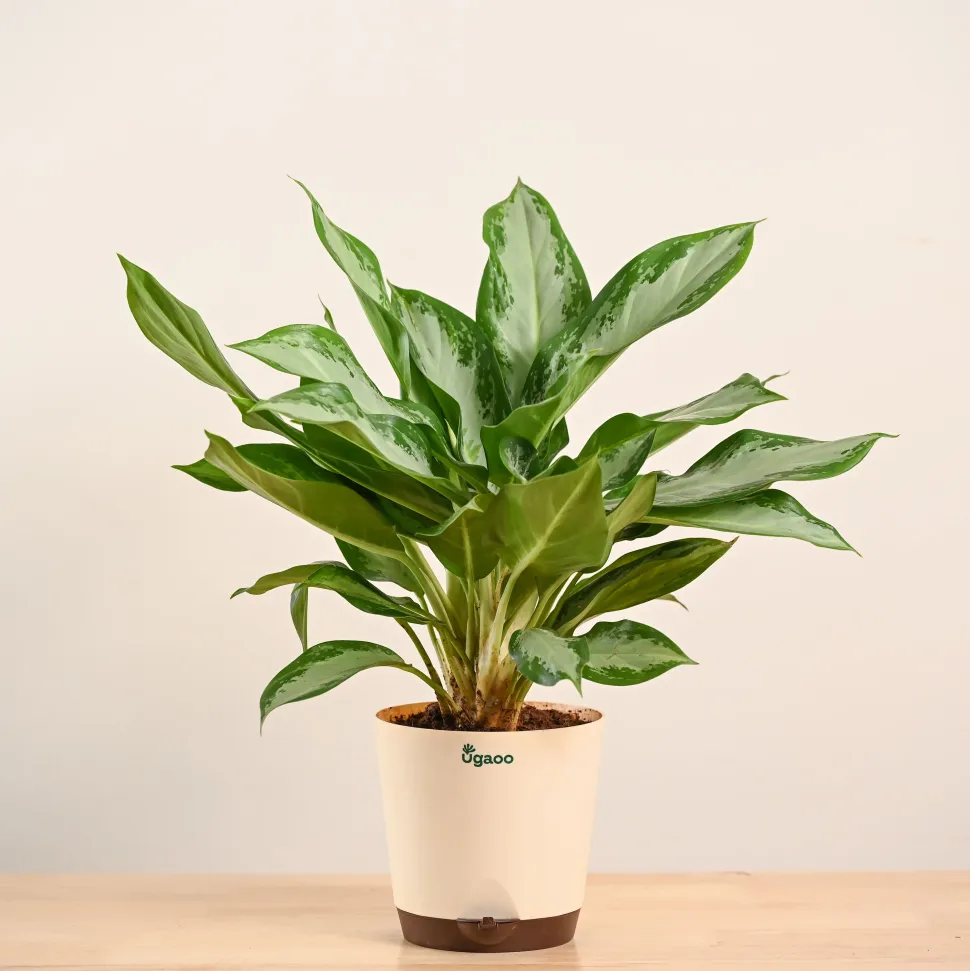 Aglaonema Manila Beauty - Large