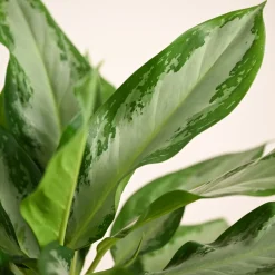 Aglaonema Manila Beauty - Large