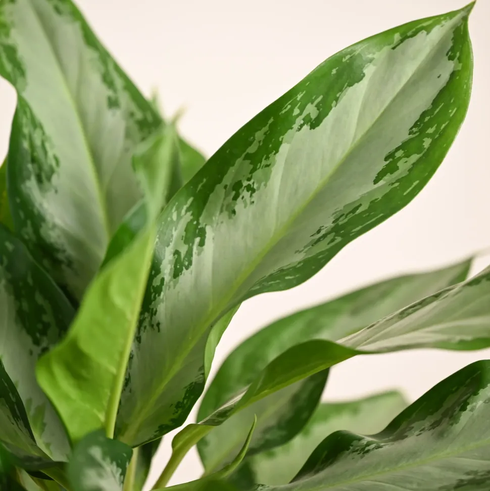 Aglaonema Manila Beauty - Large