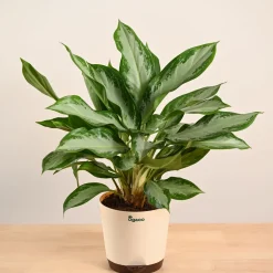 Aglaonema Manila Beauty - Large