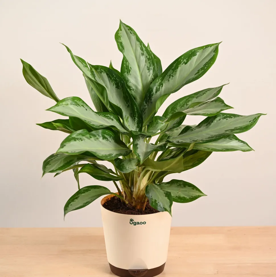 Aglaonema Manila Beauty - Large
