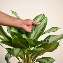 Aglaonema Manila Beauty - Large