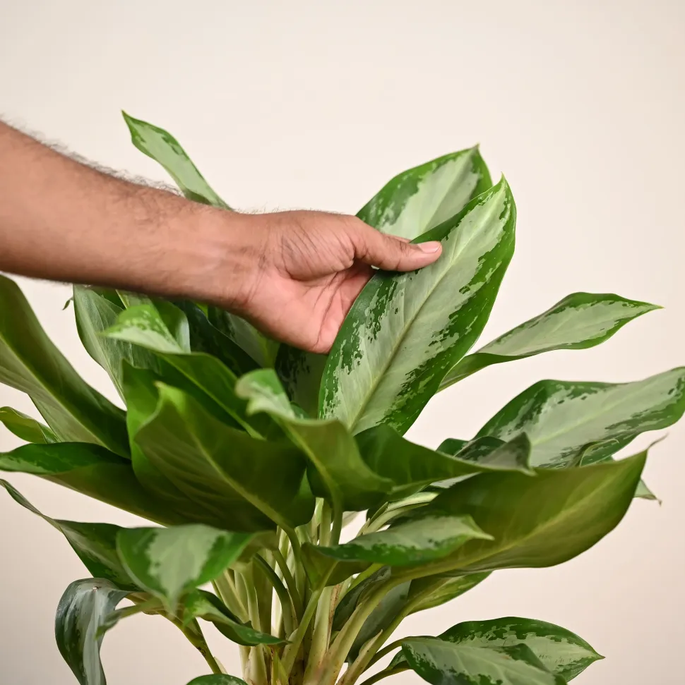 Aglaonema Manila Beauty - Large