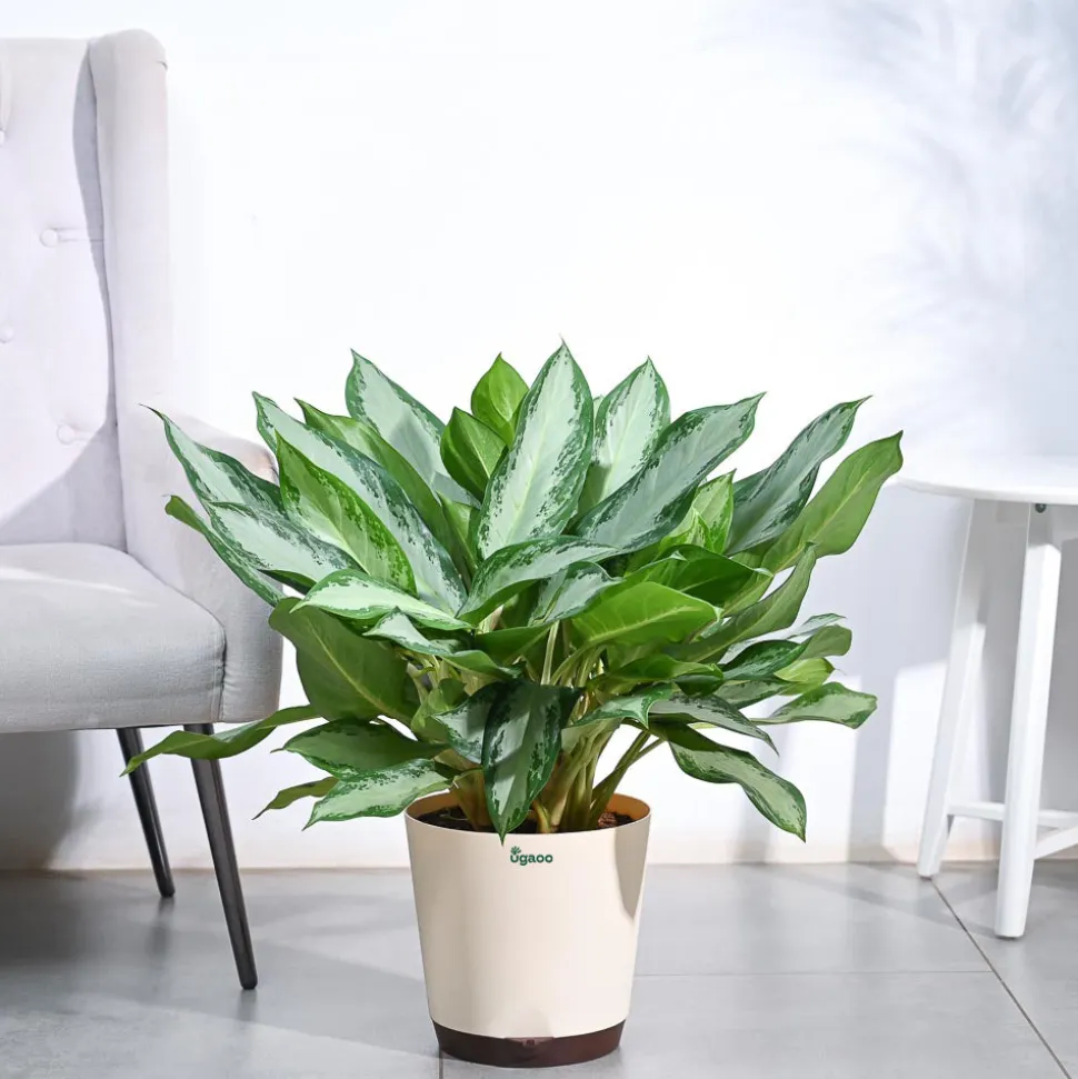Aglaonema Manila Beauty - XL