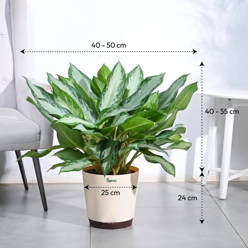 Aglaonema Manila Beauty - XL