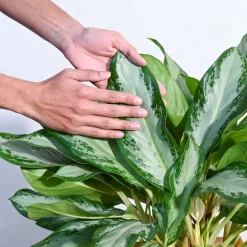 Aglaonema Manila Beauty - XL