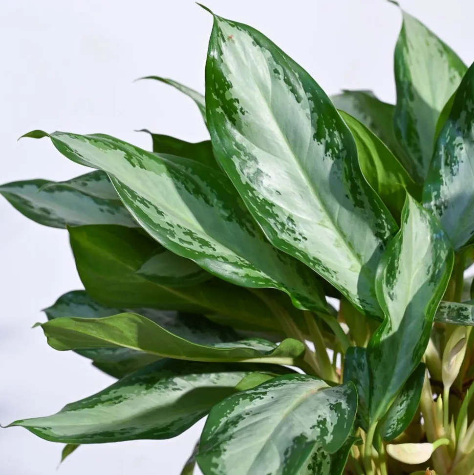 Aglaonema Manila Beauty - XL