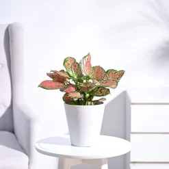 Aglaonema Pink Beauty Plant - Medium