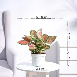 Aglaonema Pink Beauty Plant - Medium