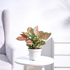 Aglaonema Pink Beauty Plant - Medium