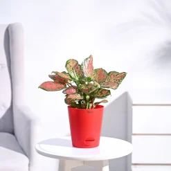 Aglaonema Pink Beauty Plant - Medium