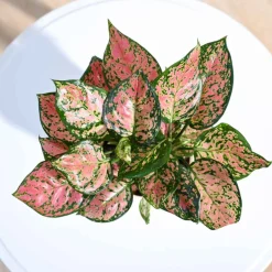 Aglaonema Pink Beauty Plant - Medium